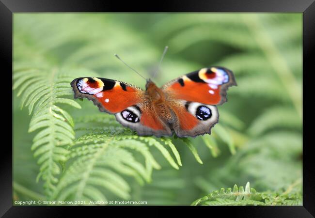 Peacock Butterfly Framed Print by Simon Marlow