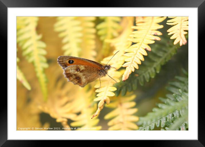 The Majestic Comma Butterfly Framed Mounted Print by Simon Marlow