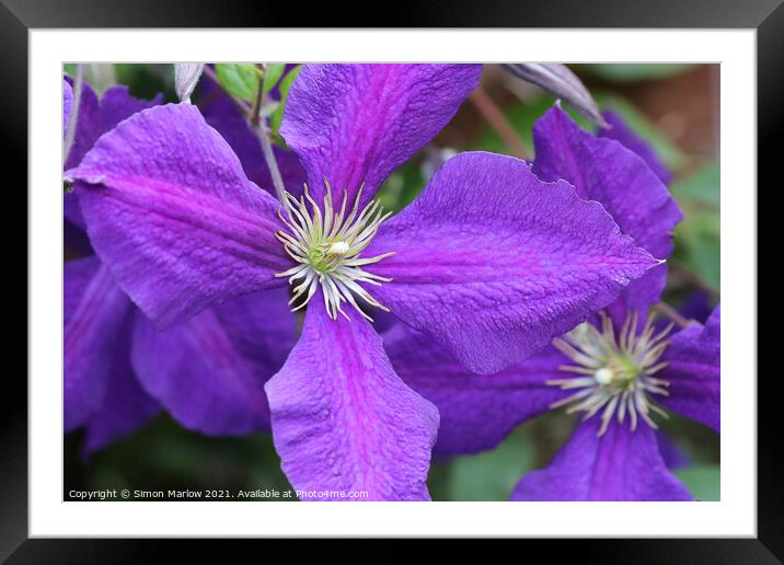 Purple Summer Clematis Flower Framed Mounted Print by Simon Marlow
