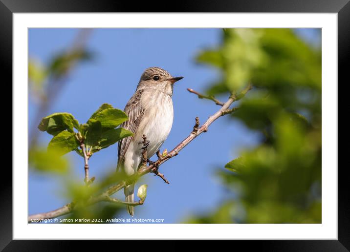 Rare Spotted Flycatcher Resting Framed Mounted Print by Simon Marlow