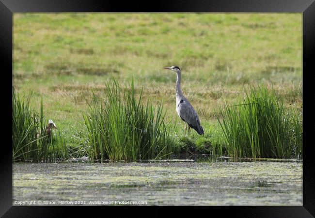 Majestic Grey Heron Framed Print by Simon Marlow