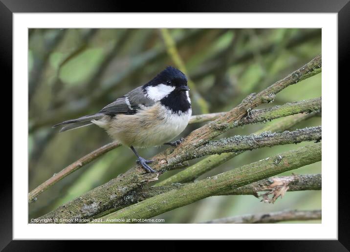 Coal Tit Framed Mounted Print by Simon Marlow