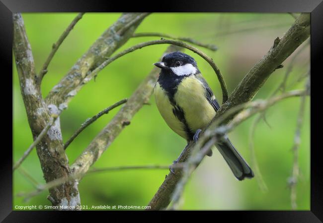 Great tit Framed Print by Simon Marlow