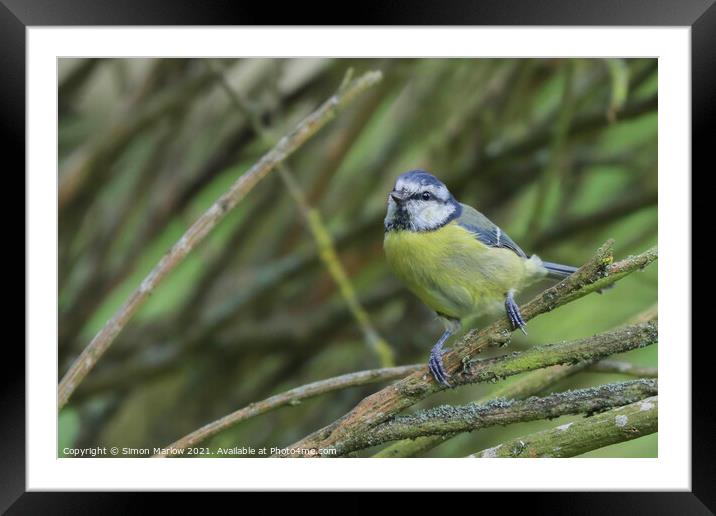 Blue Tit Framed Mounted Print by Simon Marlow