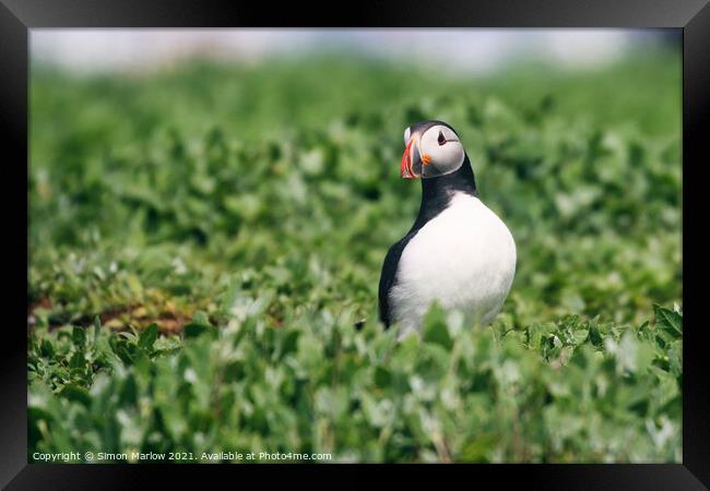 Atlantic Puffin Framed Print by Simon Marlow