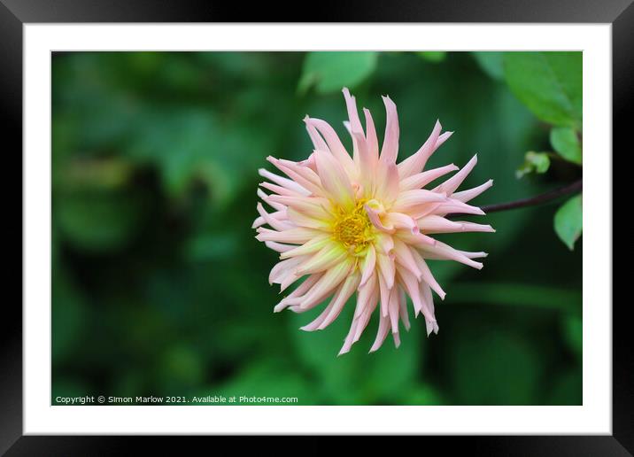 Dahlia Framed Mounted Print by Simon Marlow