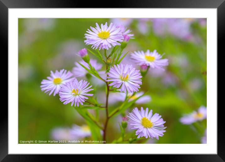 Michaelmas Daisies Framed Mounted Print by Simon Marlow