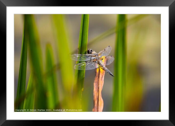 Black Tailed Skimmer Dragonfly Framed Mounted Print by Simon Marlow