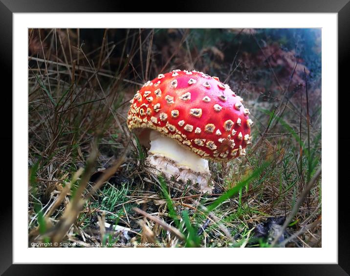 A close up of a Fly Agaric Mushroom Framed Mounted Print by Simon Marlow