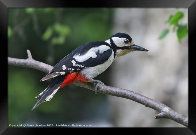 Great Spotted Woodpecker Framed Print by Simon Marlow