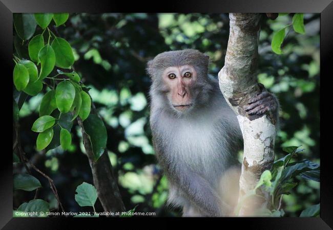 Wild Macaque in the Vietnam Jungle Framed Print by Simon Marlow