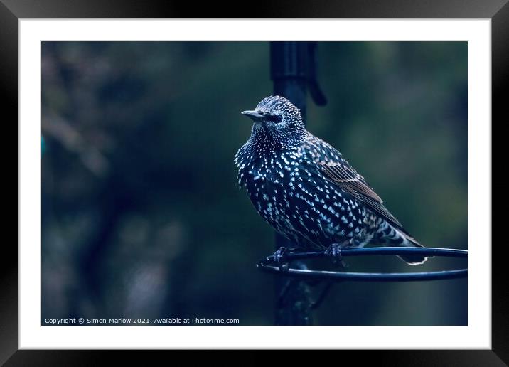 Starling Framed Mounted Print by Simon Marlow
