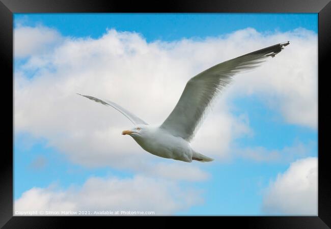 Majestic Gull Flight Framed Print by Simon Marlow
