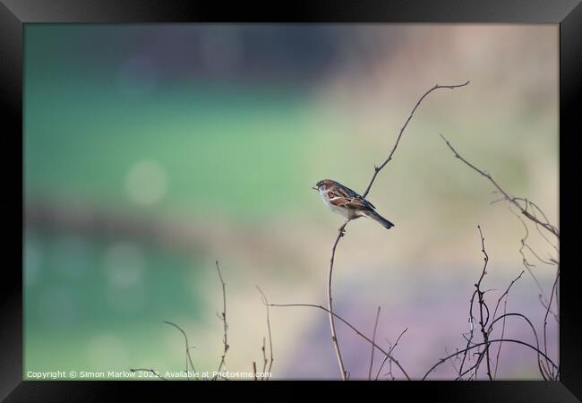 Lonely Beauty Framed Print by Simon Marlow