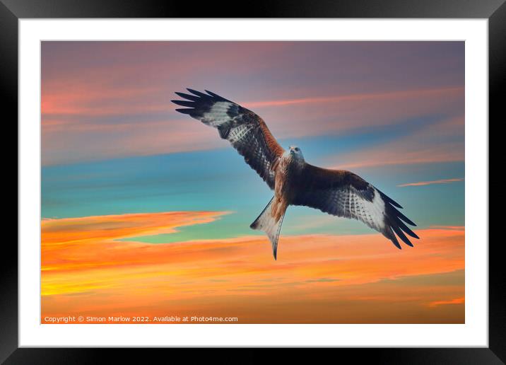 Red Kite Framed Mounted Print by Simon Marlow