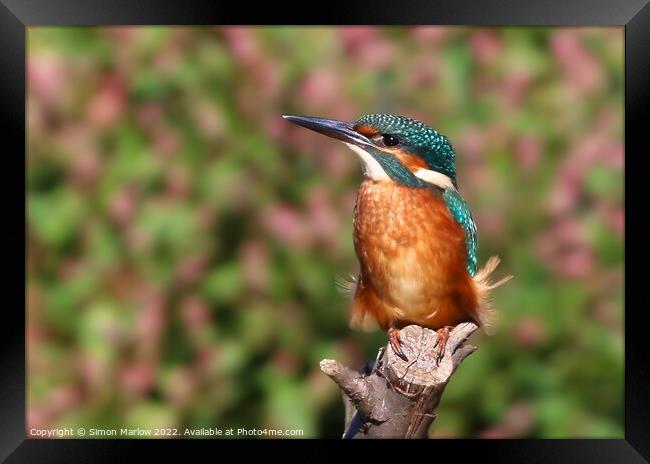 Beautiful Kingfisher on a tree perch Framed Print by Simon Marlow