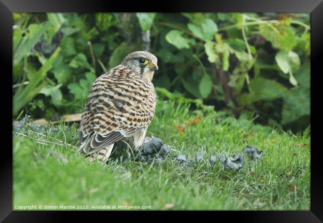 Savage Beauty A Kestrels Hunt Framed Print by Simon Marlow