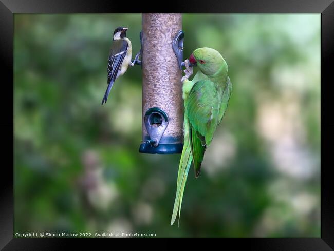 Ring Necked Parakeet and Great Tit on a feeder Framed Print by Simon Marlow