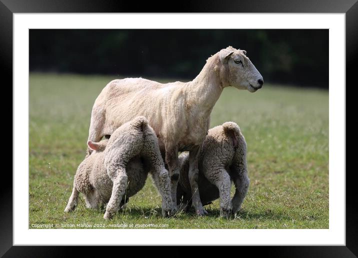 Spring Lambs Framed Mounted Print by Simon Marlow