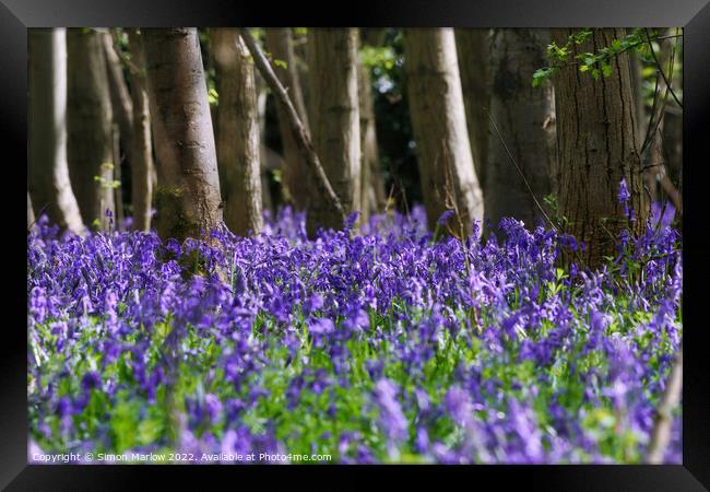 Bluebells in a forest Framed Print by Simon Marlow