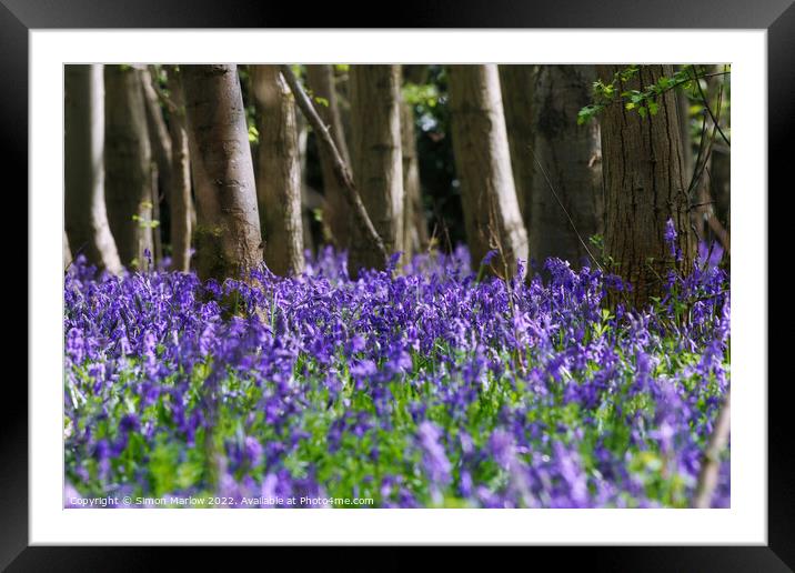 Bluebells in a forest Framed Mounted Print by Simon Marlow