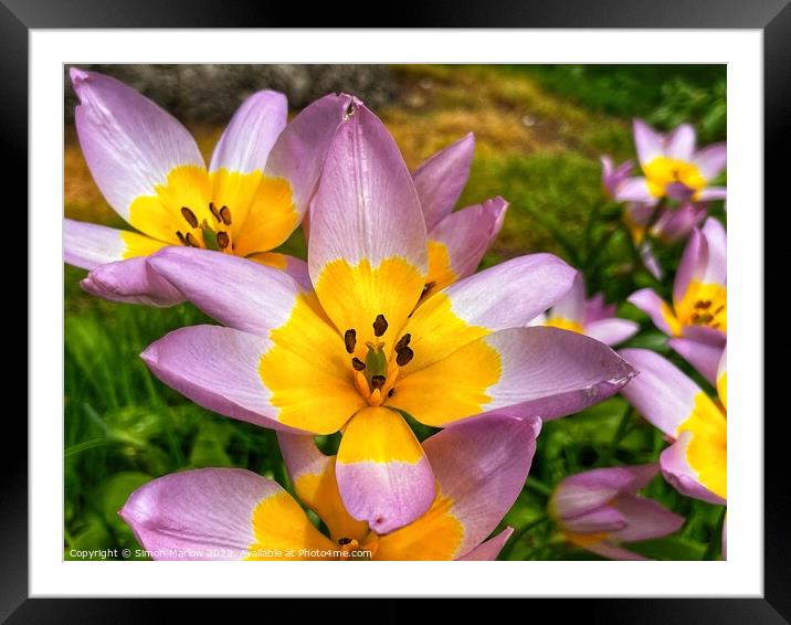 Delicate Beauty of Spring Tulipa Saxatilis Framed Mounted Print by Simon Marlow