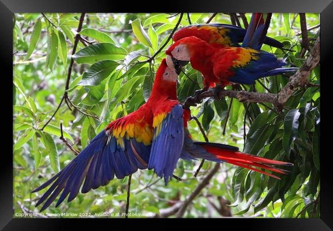 Pair of wild Macaws in Costa Rica Framed Print by Simon Marlow