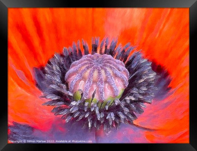 Close up of a Poppy flower Framed Print by Simon Marlow