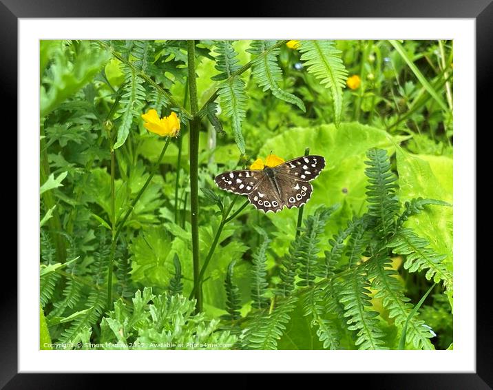 Speckled Wood Butterfly Framed Mounted Print by Simon Marlow