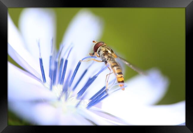 Hoverfly on a summer wild flower Framed Print by Simon Marlow