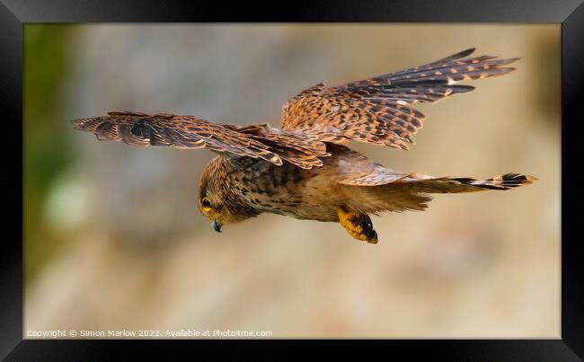 Majestic Kestrel Hovering Framed Print by Simon Marlow