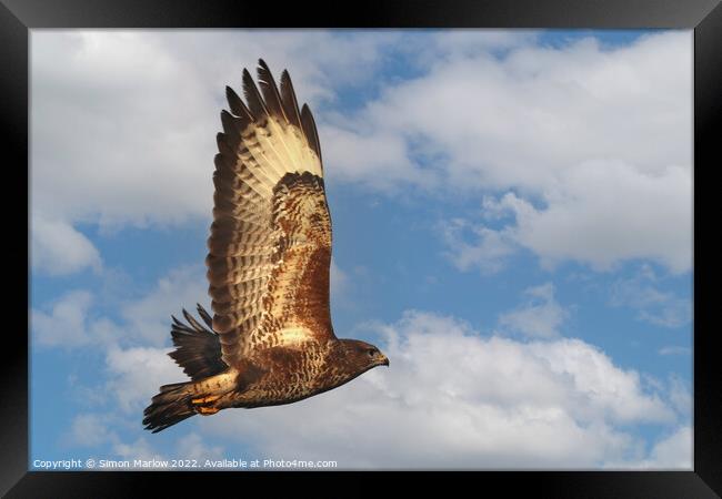 Buzzard in flight in beautiful detail Framed Print by Simon Marlow