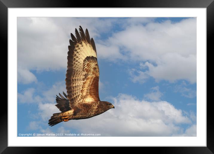 Buzzard in flight in beautiful detail Framed Mounted Print by Simon Marlow
