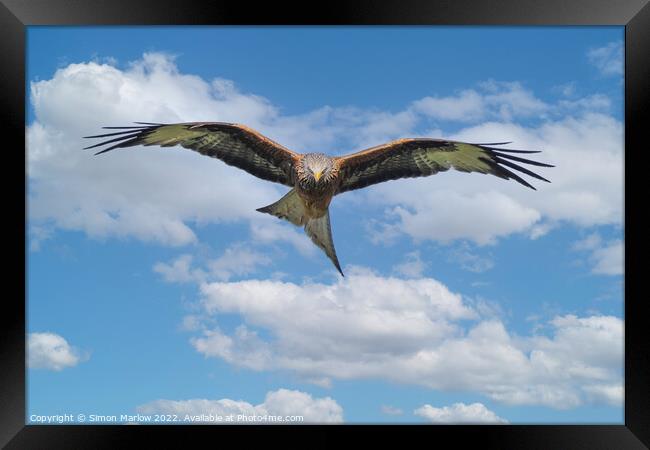 Red Kite in flight looking down Framed Print by Simon Marlow