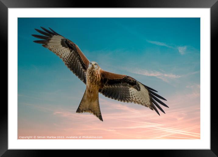 Majestic Red Kite in South Shropshire Framed Mounted Print by Simon Marlow