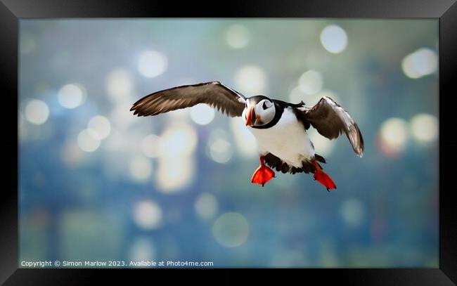 Atlantic Puffin coming into land Framed Print by Simon Marlow