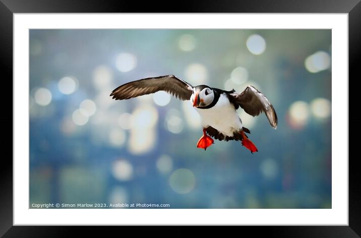 Atlantic Puffin coming into land Framed Mounted Print by Simon Marlow