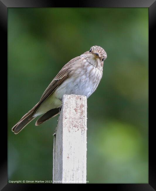 Beautiful candid photo of a Spotted Flycatcher Framed Print by Simon Marlow