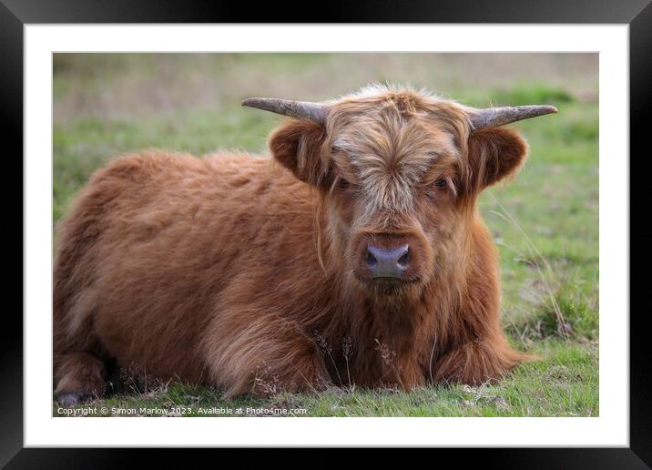 Majestic Highland Cow in Black Mountains Framed Mounted Print by Simon Marlow