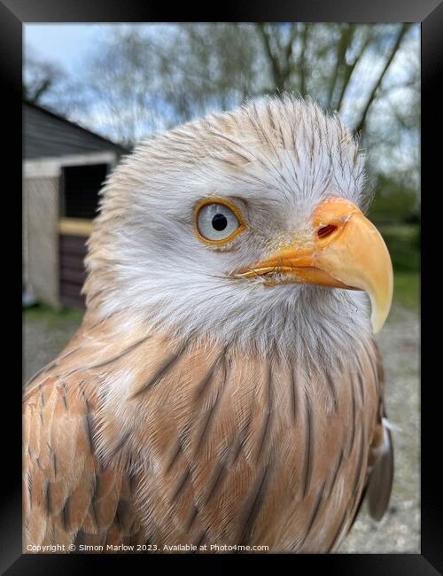 Majestic Albino Red Kite Framed Print by Simon Marlow