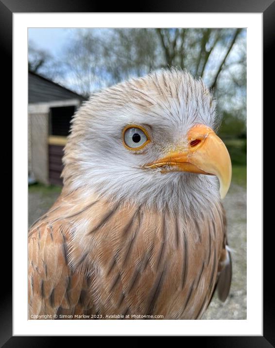 Majestic Albino Red Kite Framed Mounted Print by Simon Marlow
