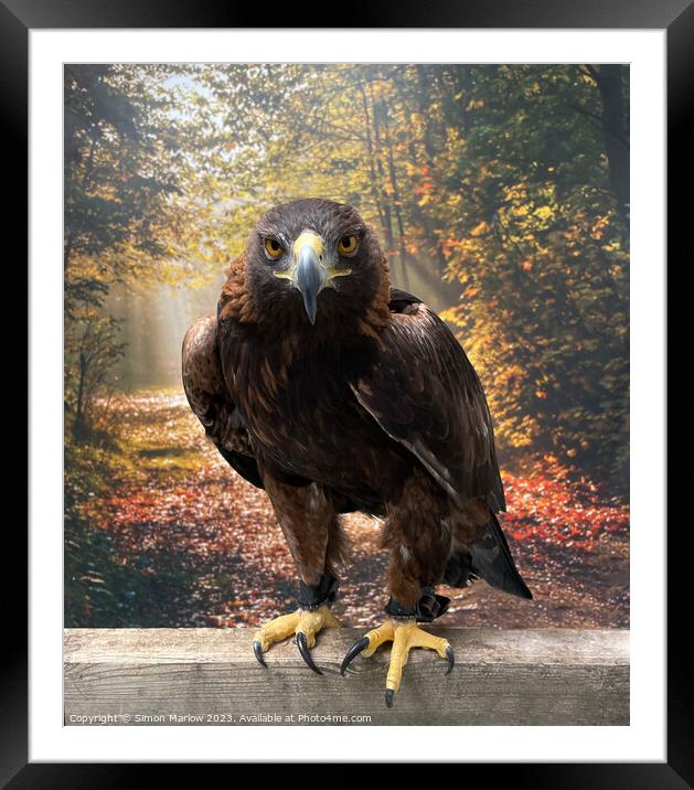 Majestic Hunter in Golden Glory Framed Mounted Print by Simon Marlow