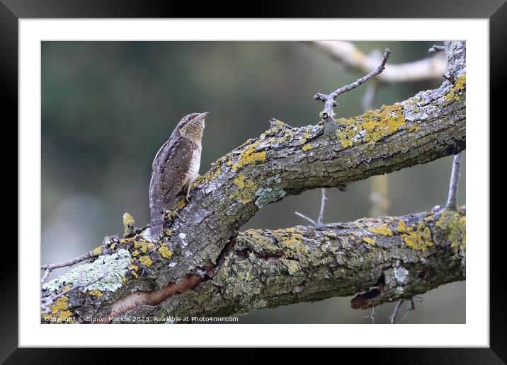 A rare glimpse of a Wryneck bird Framed Mounted Print by Simon Marlow