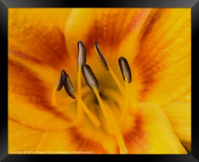 Enchanting Intimacy of a Day Lily Blossom Framed Print by Simon Marlow
