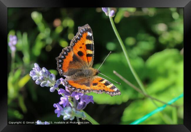 TortoiseShell Butterfly on Summer flowers Framed Print by Simon Marlow