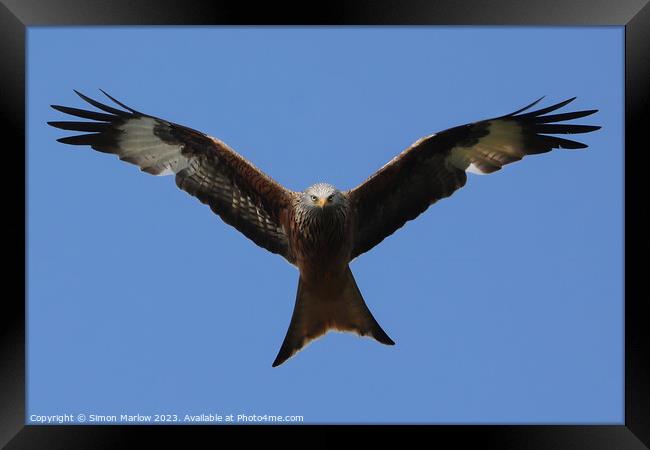 Red Kite in flight Framed Print by Simon Marlow