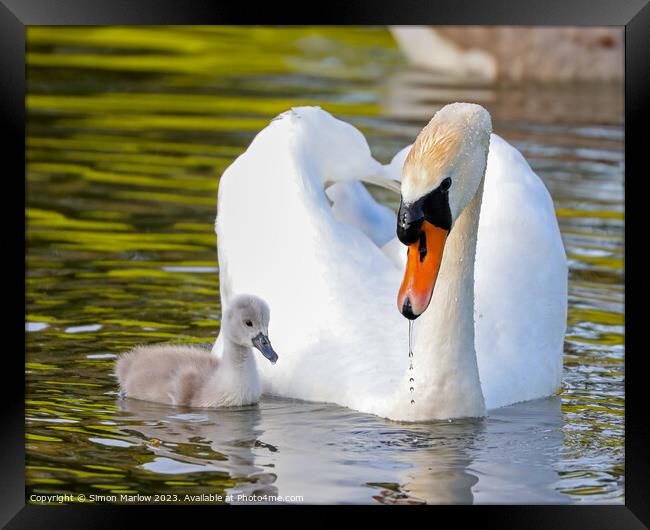Beautiful Swan and Cygnet Framed Print by Simon Marlow
