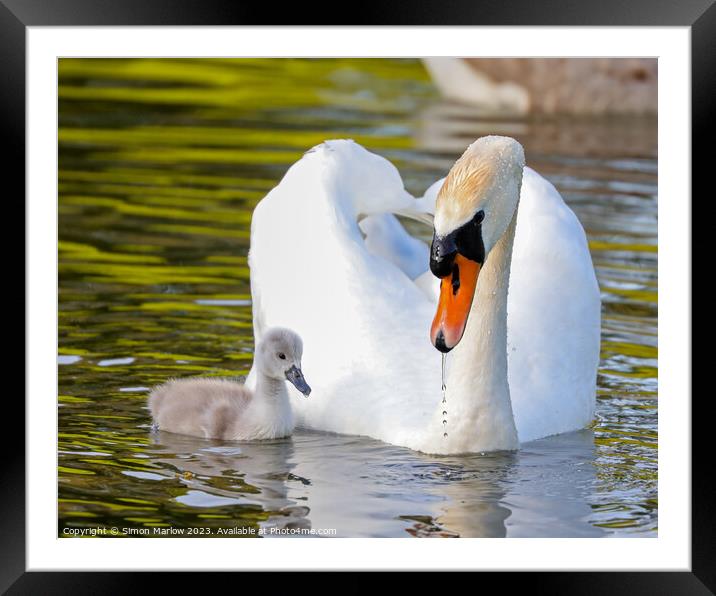Beautiful Swan and Cygnet Framed Mounted Print by Simon Marlow
