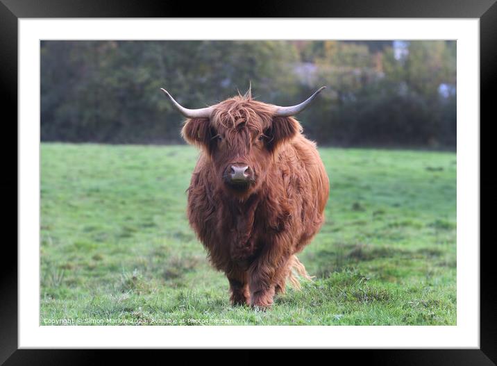 A large Highland Cow walking towards you on top of a lush green field Framed Mounted Print by Simon Marlow