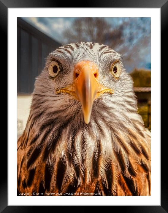 A very closeup portrait of a Red Kite Framed Mounted Print by Simon Marlow